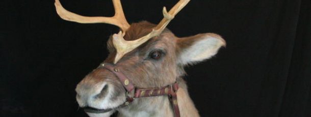 Reindeer