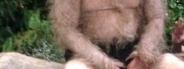 Hairy man suit