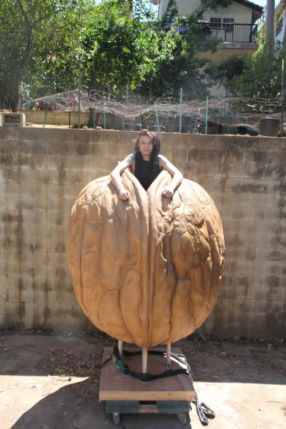 Giant Walnut