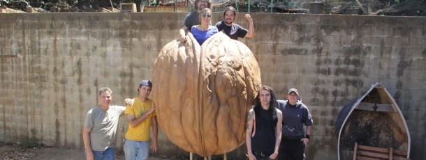 Giant Walnut