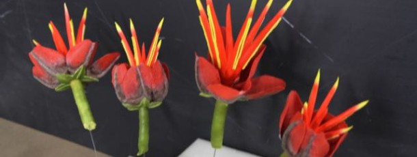 Flowers – TV Show Bones