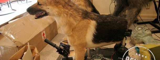 German Shepard