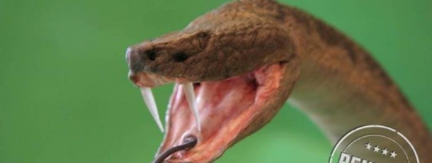 large snake