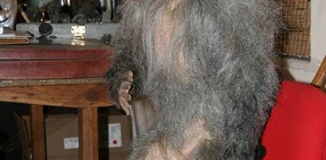 Baboon