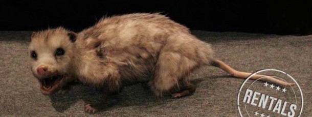 opossum