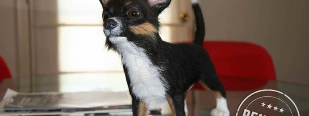 Chihuahua