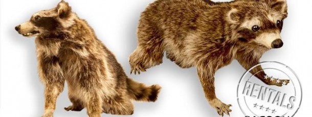 Full Racoon