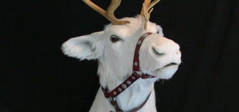 Reindeer