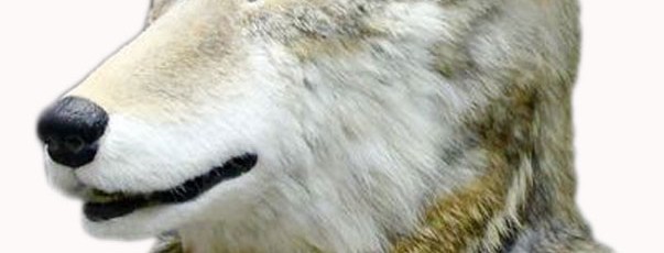 animatronic Wolf mask