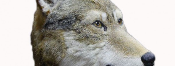 animatronic Wolf mask