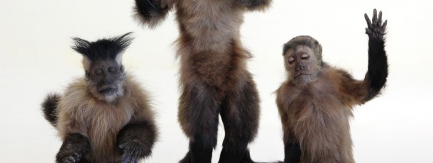 capuchin monkey