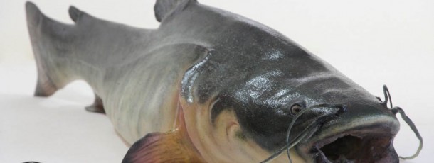 Catfish