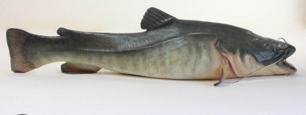 Catfish
