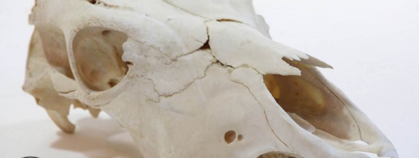 cow skull