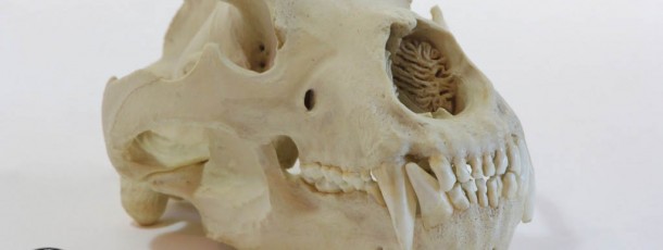tiger skull