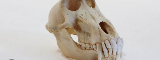 baboon skull