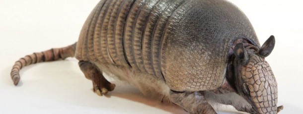 armadillo