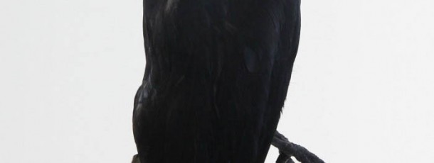 animatronic raven