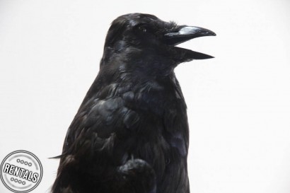 animatronic raven