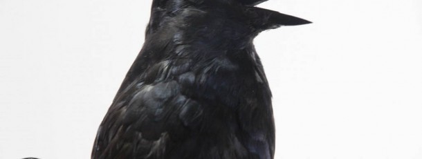 animatronic raven