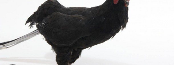 animatronic chicken