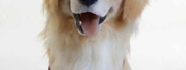 golden retriever Mask