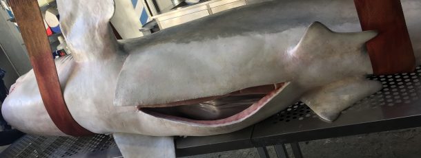 Great White Shark