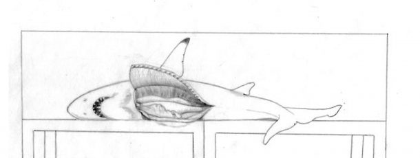 Great White Shark