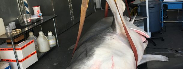 Great White Shark