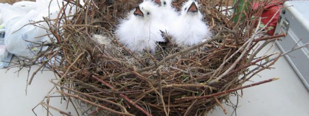 Animatronic Eaglets