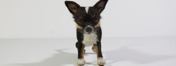 Chihuahua
