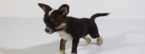 Chihuahua
