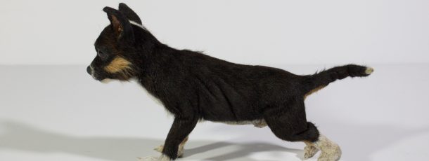 Chihuahua