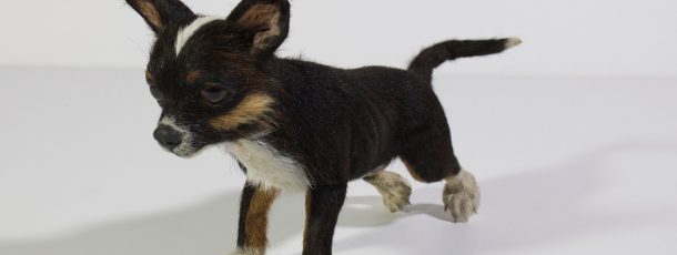 Chihuahua