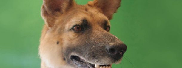 German Shepard