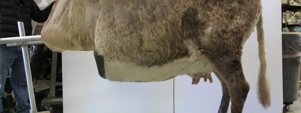 Birthing Cow