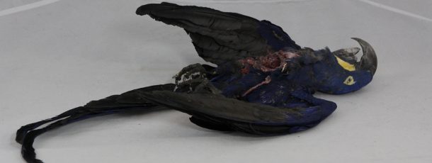 Dead Macaw