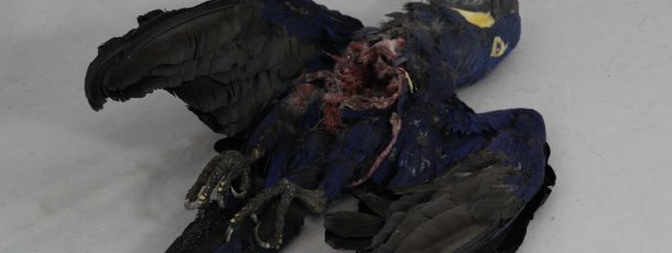 Dead Macaw