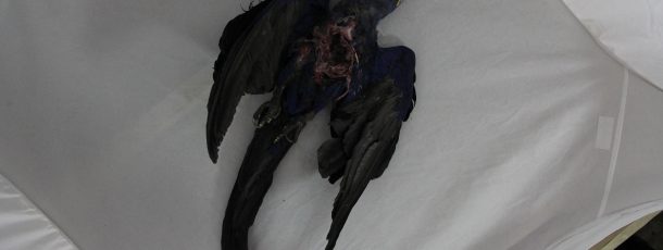 Dead Macaw