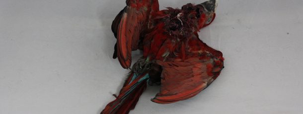 Dead parrot