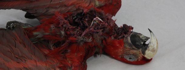 Dead parrot