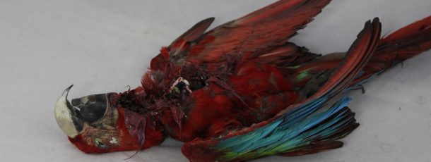 Dead parrot