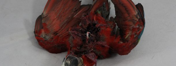 Dead parrot