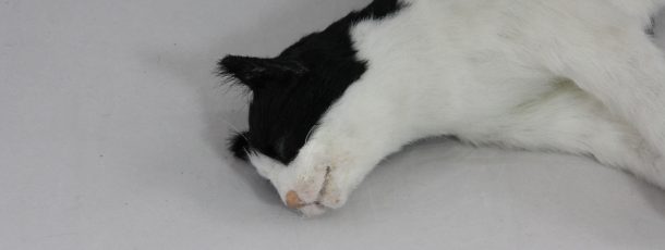 Black and white cat