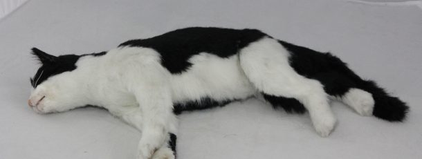 Black and white cat