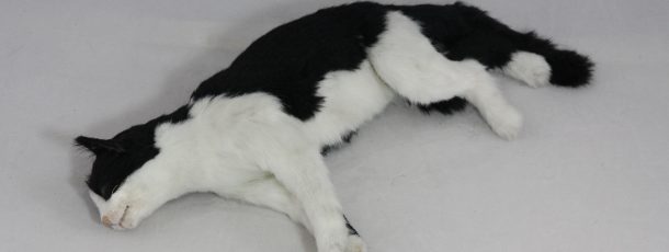 Black and white cat