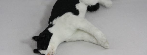 Black and white cat
