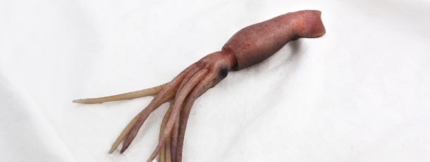 Squid