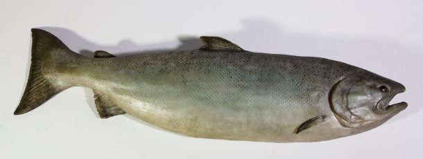 Salmon