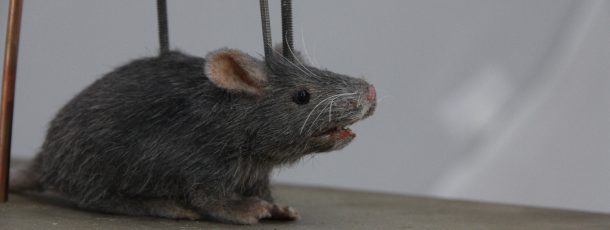 Animatronic Mouse